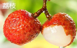 龍眼和荔枝有什么區(qū)別，前者表皮呈土黃色、后者表皮呈紅褐色