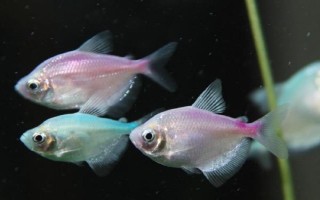 花天使魚好不好養(yǎng)，飼養(yǎng)難度一般