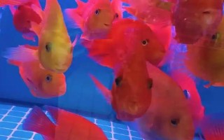 觀賞魚多少溫度養(yǎng)合適，適合的溫度是22-24℃