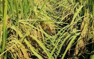 榮優(yōu)585水稻種子特征特性，秧田播種量每畝12公斤