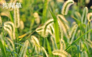 牛喜歡吃哪些草，常見的有象草、狗尾草、紫花苜蓿等