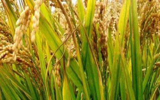 東富301水稻種子特征特性，該品種主莖11片葉