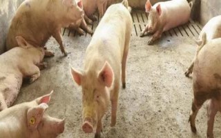 豬病了不吃東西怎么辦，需要及時(shí)給豬通便