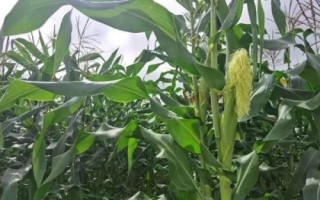 玉米為什么會(huì)長叉子，種植密度過小或病蟲害都會(huì)導(dǎo)致