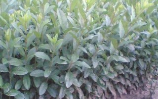 水蠟種子的種植方法，用溫水浸泡后再拌入河沙中播種
