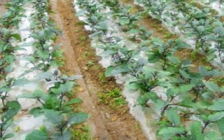 茄子的種植方法，選擇適應(yīng)當(dāng)?shù)胤N植的品種