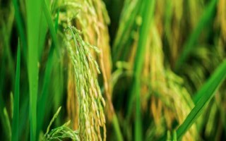瓏香優(yōu)4876水稻種子特征特性，6月下旬播種