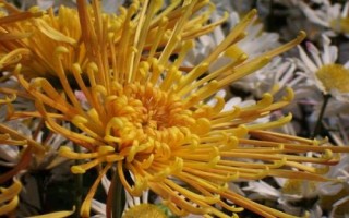 菊花開放時間，通常為9-11月份