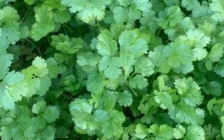 適合在農(nóng)村種植的農(nóng)作物，包括秋葵、香菜、小麥、水稻等品種
