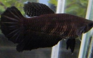 馬尾斗魚如何鑒別公母，公魚的魚鰭較大且長(zhǎng)、母魚的魚鰭較短小