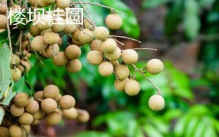 哪里產(chǎn)出的桂圓又甜又好吃，樓壩桂圓清甜可口深受消費(fèi)者歡迎