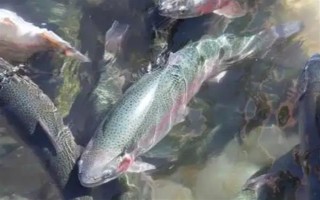 虹鱒魚的價(jià)格，一斤需要20-30元左右