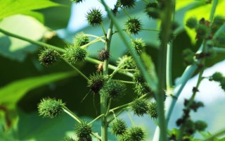 種100畝蓖麻能賺多少，收益為20-50萬不等
