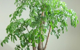 室內(nèi)幸福樹幾天澆一次水，每隔10-12天澆一次水