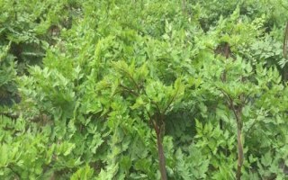 種植當(dāng)歸的條件，種植地的海拔需超過2000米