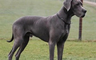 有哪些短毛大型犬，包括大丹犬、杜賓犬、羅威納犬等品種