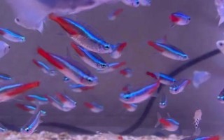 寶蓮燈魚身上有白點(diǎn)的原因，水溫過低或身體表面有小瓜蟲都會導(dǎo)致