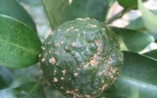 柑橘炭疽病怎么防治，定期噴施苯甲嘧菌酯等藥物