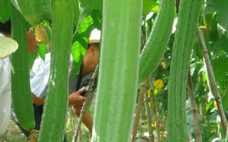 優(yōu)質(zhì)絲瓜品種介紹，推薦早優(yōu)一號(hào)、新早冠406等