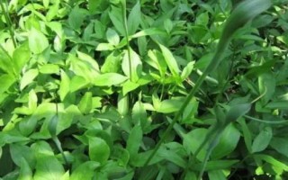 旱半夏簡介，多年生草本植物