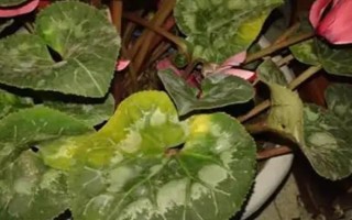仙客來(lái)花落后如何處理，要對(duì)其進(jìn)行修剪