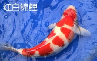 錦鯉的品種，不同品種的體色不同