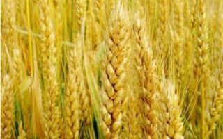 眾岱100小麥種簡介，每畝適宜基本苗20～22萬