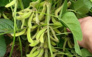 華夏10號(hào)大豆品種的特性，低肥力地塊6萬(wàn)株