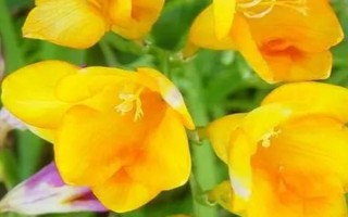 香雪蘭花有沒有毒，屬于無毒植物可以養(yǎng)在室內(nèi)