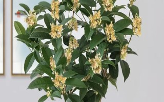 桂花怎么養(yǎng)護(hù)才可以更旺盛，每隔一周澆水1-2次