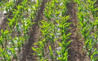 DF736玉米種簡介，中抗莖腐病（26.2%MR）