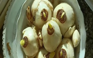 如何處理買(mǎi)回家的水仙，清除種球的干枯外層再栽種