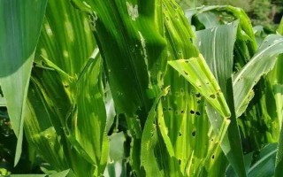 玉研505玉米種子介紹，中抗穗腐病