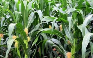 譽成18玉米種簡介，確定最佳的播種期