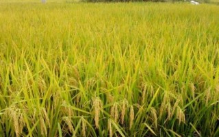 隆晶優(yōu)8246水稻種子簡(jiǎn)介，每畝插足基本苗6萬以上