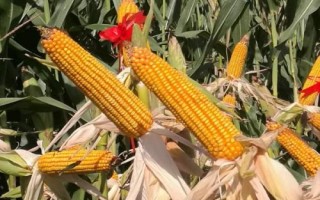 金苑玉109玉米品種的特性，適宜密度4500株/畝左右