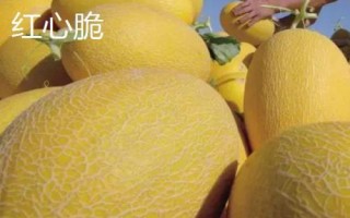 新疆哈密瓜的品種，西州蜜深受全國人們喜愛