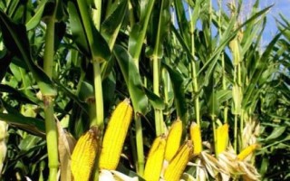 鯤玉16玉米種簡介，春播平均生育期134.5天