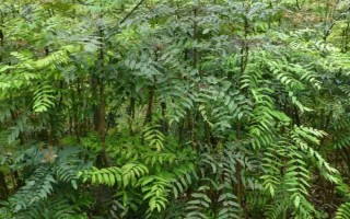關(guān)黃柏的種植時(shí)間，一般為2-4月份