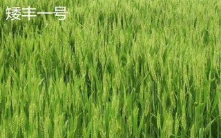 超大穗小麥新品種介紹，常見的有存麥20、山農(nóng)30等