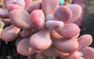 桃蛋夏天死亡的原因，一般是由脫水導(dǎo)致