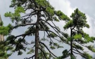 有哪些常見的裸子植物，包括松樹、柏樹、銀杏樹等品種