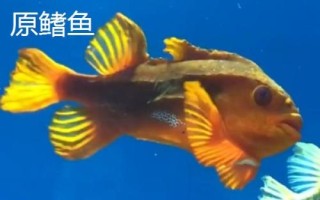 什么是非洲肺魚，通常指原鰭魚、也叫鈍吻肺魚