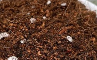 孔雀草的發(fā)芽時間，通常為播種后10天左右