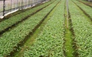 白芨一畝要多少種苗，一畝需8000-10000株種苗
