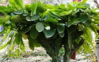 麒麟掌有毒嗎，其汁液有毒