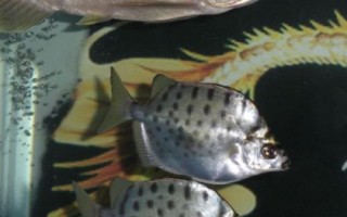銀鼓魚好不好養(yǎng)，飼養(yǎng)難度較大