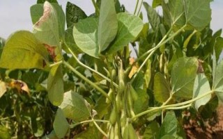 吉育3512大豆品種的特性，8月中旬及時防治大豆食心蟲