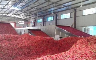 辣椒的冷藏溫度是多少，以9-13℃為宜