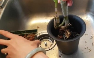 秋天怎么養(yǎng)石斛，在10月降溫后要控制好澆水量